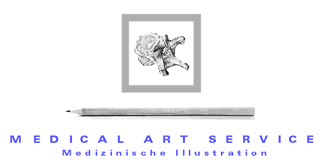 Medical Art Service, Bildagentur und Bildarchiv f&uuml;r Medizin, Wissenschaft und Forschung, Gesundheit, Pharma bietet Redaktionen, Agenturen, Medien, Verlagen und Firmen hochaufl&ouml;sende digitale Bilder, Grafiken, Fotos,  Illustrationen, medizinische und anatomische Zeichnungen. Medical Art Service, Picture Library and Archive f�r Medicine, Science and Research, Health and Pharmacy provides Editorials, Advertising Agencies, 
Publishers and Companies high resolution, digitalised Pictures, Graphics, Fotos, Illustrations, Info Graphics, medical and anatomical Illustrations.