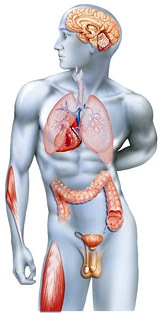 Anatomie, anatomische Zeichnung, Zeichnung, Infografik,
Illustrator, medizinische Zeichnung, bilder, fotos, medizin, medizinfotos, 
gesundheit, photos, grafiken, medicalpictures, picturemaxx, illustrationen, photo, 
digital, bildarchiv, agentur, fotograf